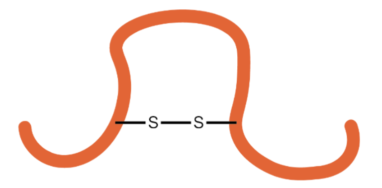 matrix education 2024 VCE Chemistry exm solutions question 29 - A disulfide bond (S-S) connecting two orange polymer chains, illustrating a covalent cross-link